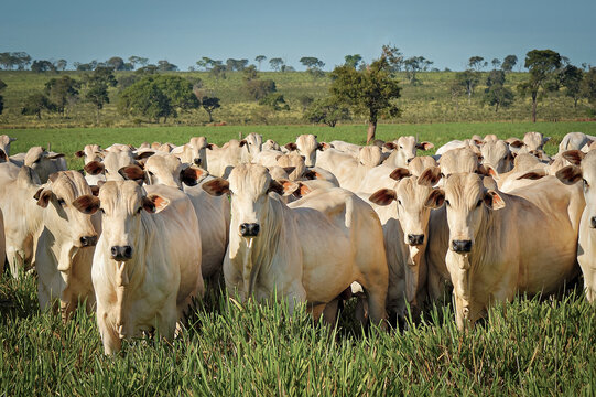 Gado Nelore no campo