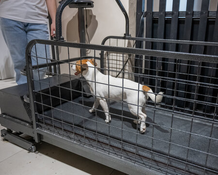 A Jack Russell Terrier runs on a treadmill.