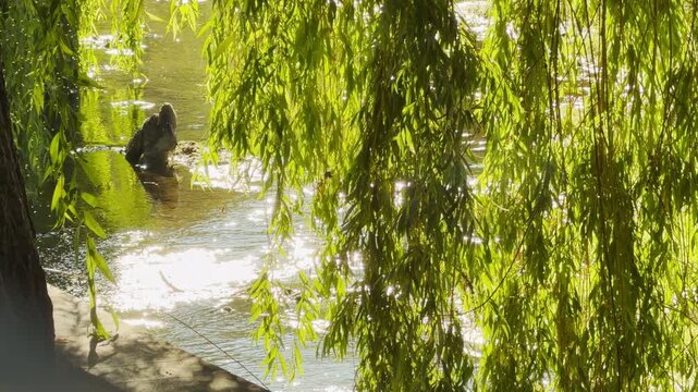 Bright willow branches hang over a sparkling river in Simferopol, Crimea. This beautiful morning scene fills the park with a deeply peaceful and joyful feeling.