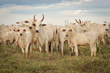 Vaca Nelore com bezerro © Jr Studio Foto