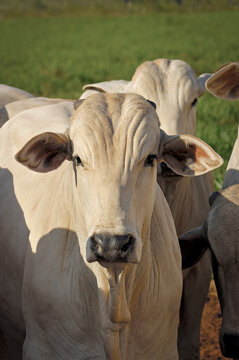Gado Nelore no campo