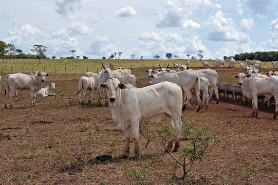 Gado Nelore no campo