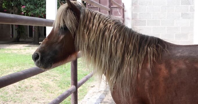 small pony horse in Mexico Latin America