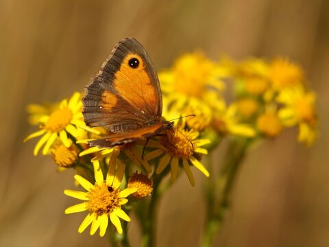  Meadow Brown Butterfly 