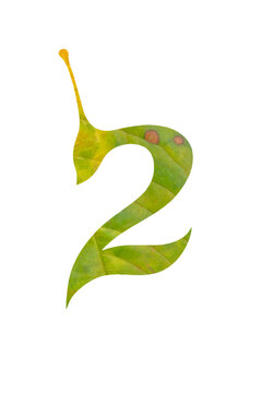 Number 2 Green Leaf Texture Isolated Transparent PNG Cutout for Eco Friendly Branding Logo and Second Anniversary Design