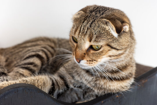 Alert Scottish Fold cat reclining on curved indoor perch, tabby portrait for pet furniture, feline comfort, home enrichment, companionship and relaxed lifestyle.