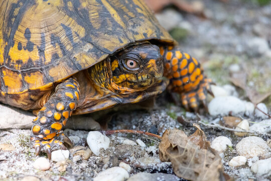 Eastern Box Turtle in New Jersey