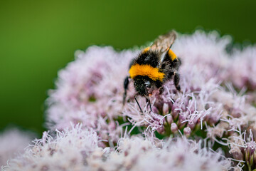 Bumblebee on a flower searching for pollen © James