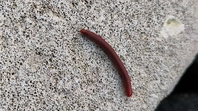 Red millipede crawling across porous coastal rock surface showcasing segmented body, natural habitat, detailed wildlife photography.
