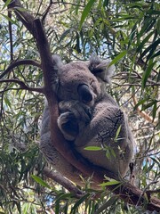 koala in a tree © Lucy