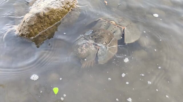 Pair of horseshoe crabs mating in shallow coastal water over rocky seabed during calm daylight natural habitat.