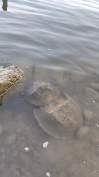 Pair of horseshoe crabs mating in shallow coastal water over rocky seabed during calm daylight natural habitat.