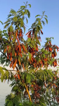 Golden sunlight illuminates mature rain tree seed pods hanging among delicate green foliage beneath clear blue skies.