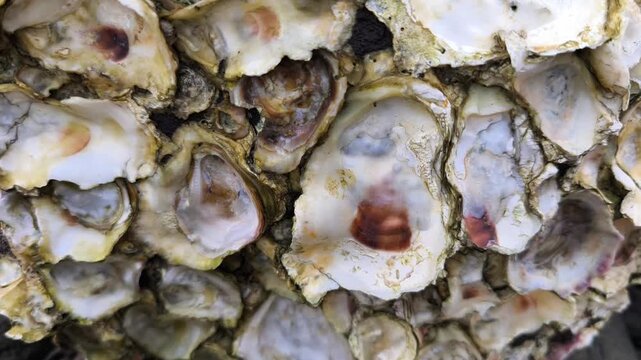 Detailed oyster shell cluster displaying weathered marine textures, natural patterns, coastal surfaces, organic structure, and resilience beautifully.