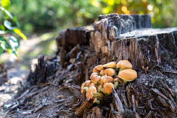 Cluster of small orange mushrooms growing at base of decaying tree stump © Mati