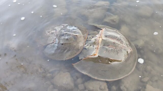 Pair of horseshoe crabs mating in shallow coastal water over rocky seabed during calm daylight natural habitat.