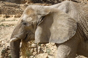 elefante © Joseandres