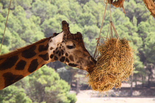 jirafa