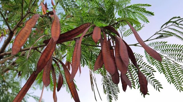Golden sunlight illuminates mature rain tree seed pods hanging among delicate green foliage beneath clear blue skies.
