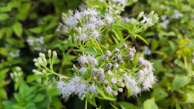 Delicate wild Ageratum flowers blooming naturally with soft petals, green foliage, vibrant freshness, and ecological beauty outdoors.