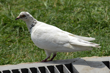 Fototapeta premium Closeup of a bird pigeon resting on a grassy area at a park. Free animals at a city park.