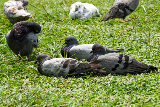 Flock of birds, pigeons of different colors resting and cleaning their feathers on green grass.