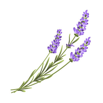 Purple lavender flower vector botanical element on white background