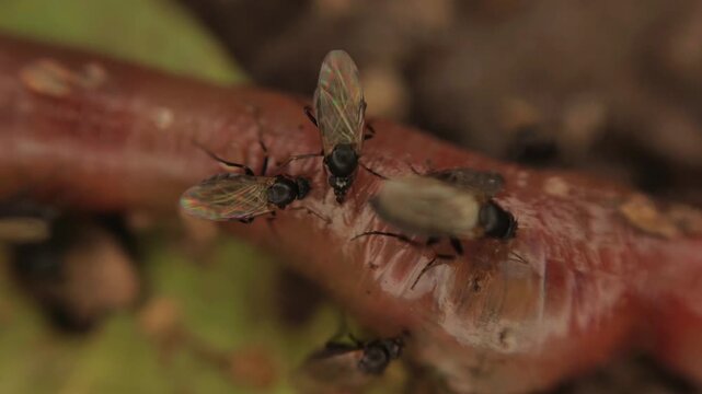 Flies and ants eating earthworm body in top view macro 4k video, capturing raw wildlife predation, decomposition and insect activity in nature
