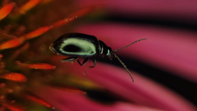 Flea beetle altica phyllotreta opening wings and flying away from plant in macro 4k video, capturing insect takeoff, wildlife and close up motion
