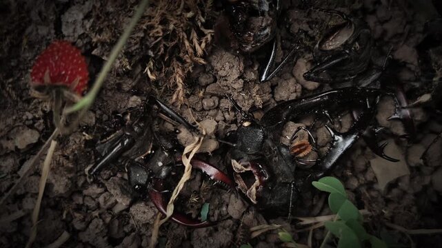 Ants attacking and eating a live lucanus cervus beetle in macro 4k video, capturing raw predation, insect struggle and wildlife combat in nature