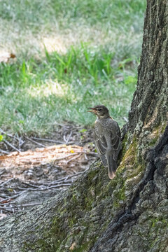 Fledgling bird perched on tree trunk in park setting