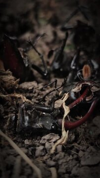 Ants attacking and eating a live lucanus cervus beetle in macro 4k video, capturing raw predation, insect struggle and wildlife combat in nature