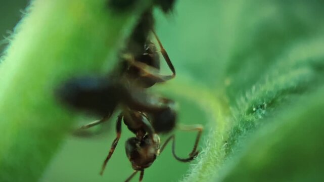 Ants running and protecting aphids on plant stem in macro 4k video, capturing symbiosis, insect behavior and wildlife farming in nature