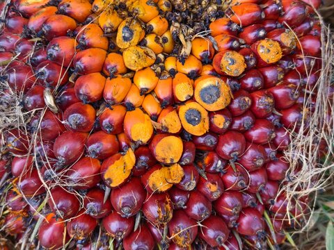 close up of oil palm fruit	