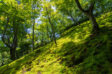 Fototapeta premium 日本の風景・夏 京都 嵯峨嵐山 常寂光寺