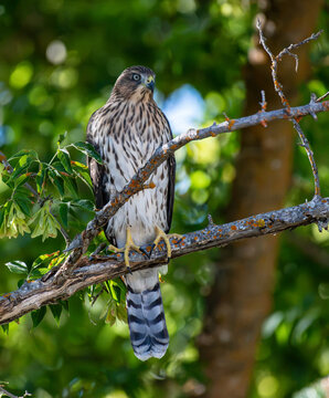 A Cooper's hawk seen in the forest of Oregon
