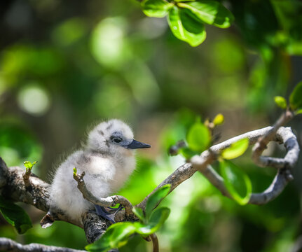Image of White Tern Birds (Gygis Alba, family Laridae) on Cocos Island, Rodrigues, Mauritius, Africa Ile aux Cocos / Rodrigues Mauritius, Africa	