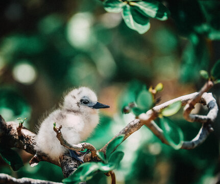 Image of a White Tern (Gygis Alba, family Laridae) on Cocos Island, Rodrigues, Mauritius, Africa Ile aux Cocos / Rodrigues Mauritius, Africa