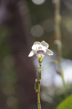 White Asystasia gangetica flower blooming with purple throat center