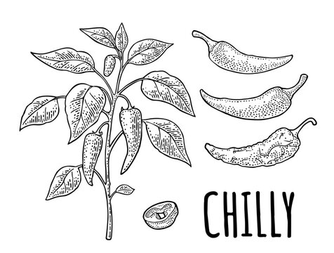 Branch of chili plant with leaf and pepper. Vintage vector engraving black illustration isolated on white. Hand drawn design element