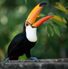 toucan on a green background © Agatha Carr