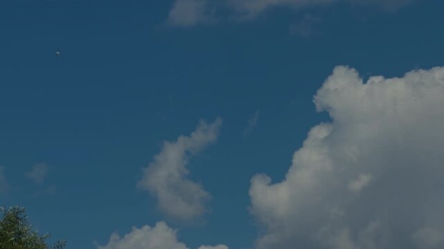 Blue summer sky with large white clouds and birds drifting overhead, open serene background with tree foliage in corner