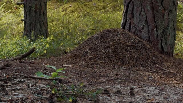 Large forest mound of pine needles beside tree trunks on woodland floor in soft daylight