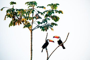 two toucans on a branch © Agata Kadar