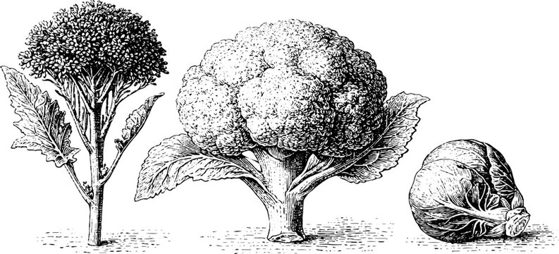 Botanical engraved illustration of broccolini cauliflower and brussels sprout for vegetable guide poster and packaging background