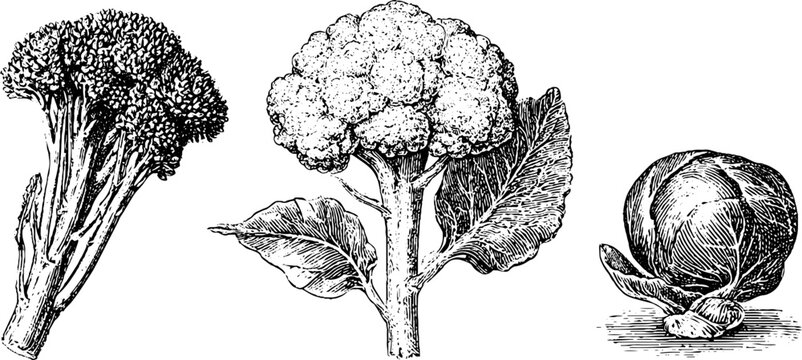 Hand drawn broccolini cauliflower and brussels sprout botanical sketches set for packaging label background and food design