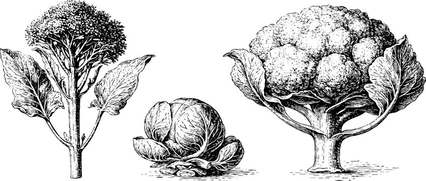 Hand drawn broccolini cauliflower and brussels sprout vintage botanical sketches set for label packaging background and menu design