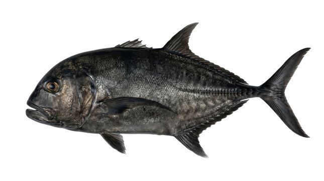 Jack fish specimen detailed scales and fins isolated on transparent background jackfish carangidae pompon trevally sea