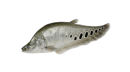 Obraz premium A clown knifefish with distinctive markings detailed side view isolated on transparent background notopterus fish freshwater