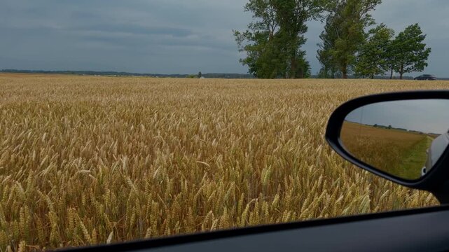 Golden wheat field viewed from car window with side mirror reflecting rural roadside landscape